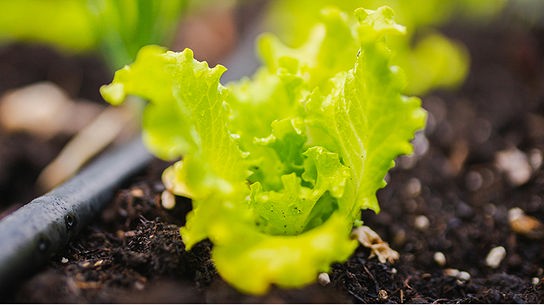 Junge Salatpflanze in einem Pflanzkasten eingepflanzt