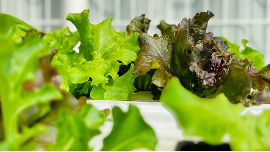 Grüne und rötliche Pflücksalate nebeneinander gepflanzt in einem Beet