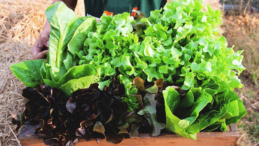 Viele Pflücksalate lassen sich bis in den Herbst hinein aussäen und beernten.