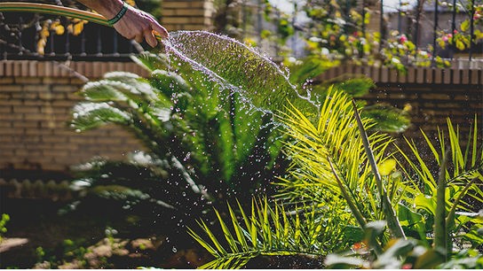 © Foto: Unsplash Jemand gießt mit einem Gartenschlauch einen Farn einem eingezäunten Garten.