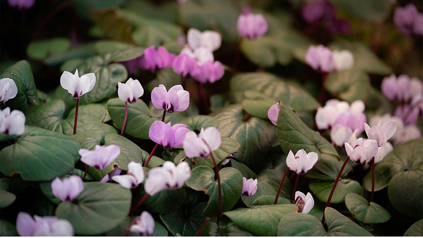 © Foto: Unsplash Alpenveilchen mit violetten Blüten bedecken den Boden im Schatten.