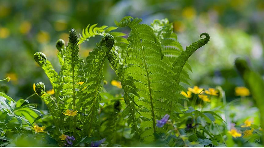 © Foto: Unsplash Farn wachst im Schatten zwischen anderen Pflanzen und Blumen. Einige der Farnblätter sind noch nicht ganz ausgerollt.