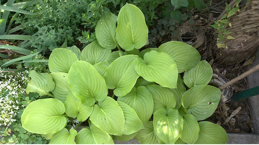 © Foto: Unsplash Hosta (auch Funkien) wachsen zwischen anderen Pflanzen an einem schattigen Platz.