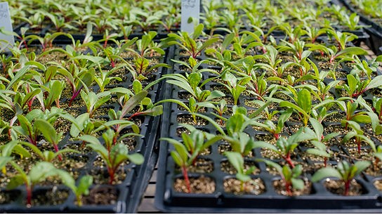 © Foto: Unsplash Mangold Setzlinge zum Verkauf in kleinen Anzuchtschalen