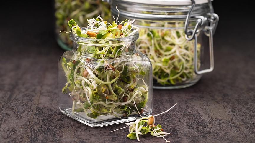 © Foto: Colourbox Sprossen sind Keimlinge, die ohne Erde feucht gezogen werden und nicht von Tageslicht abhängig sind.