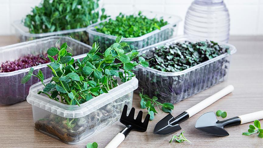 © Foto: Colourbox Verschiedene Arten von Microgreens