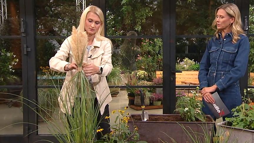 © ORF Gartengestalterin Katharina Gabesam-Rasner erklärt "Studio 2"-Moderatorin Verena Hartlieb, wie man Pampasgras im Herbst richtig zusammenbindet.