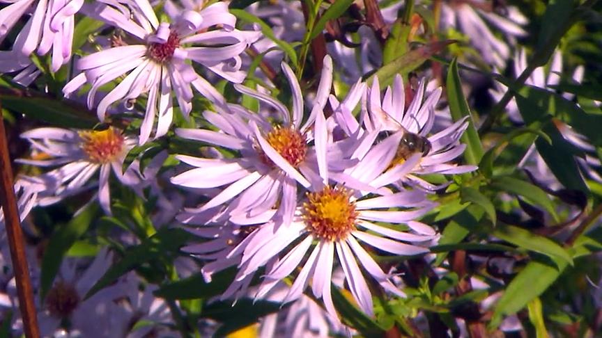 Eine Biene sammelt noch Blütenstaub auf einer Herbstblume.