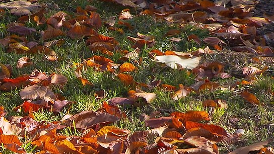 Laub sollte im Garten nicht auf dem Rasen oder auf der Wiese liegen bleiben, denn es würde modern und Flecken verursachen.