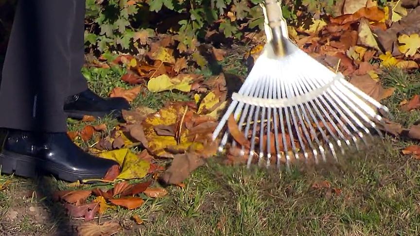 Kehren Sie das Herbstlaub unter eine Hecke, denn dort kriechen dann Käfer hinein (Marienkäfer, Laufkäfer oder auch die Glühwürmchen) und diese können hier in Ruhe überwintern.