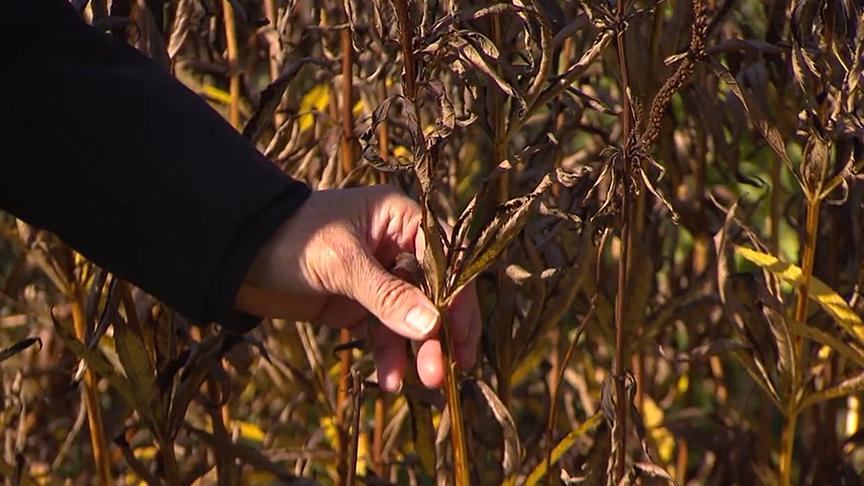 Verblühte Stauden und ihre Stängel sind gut geschützte Schlafstuben für Schmetterling und Wildbienen.