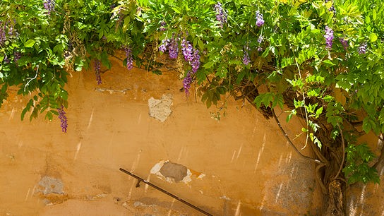 © Colourbox Blauregen begrünt eine Hauswand.