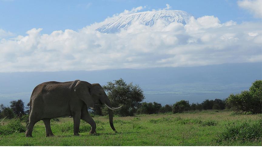 Ein Elefant wandert durch eine grüne Savanne vor der imposanten, schneebedeckten Kulisse des Kilimandscharo, der über eine Wolkendecke ragt.