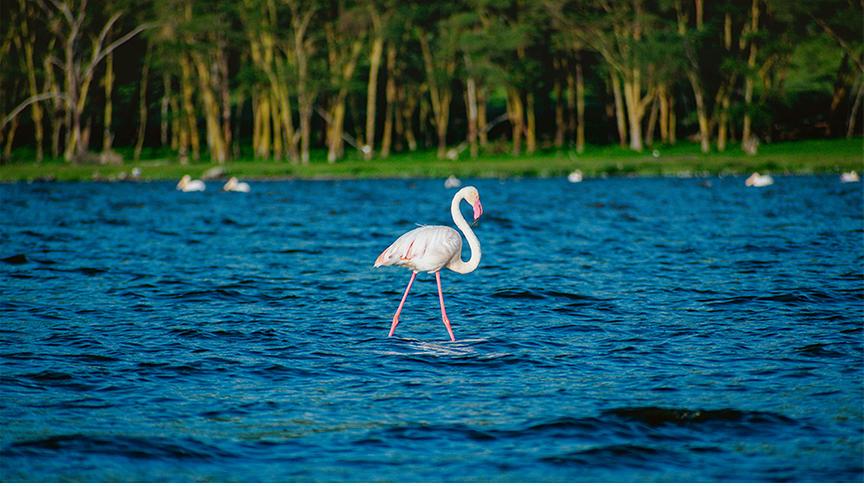 Ein Flamingo mit hellem Gefieder steht im blauen Wasser eines Sees, während im Hintergrund ein grüner Waldsaum zu sehen ist.