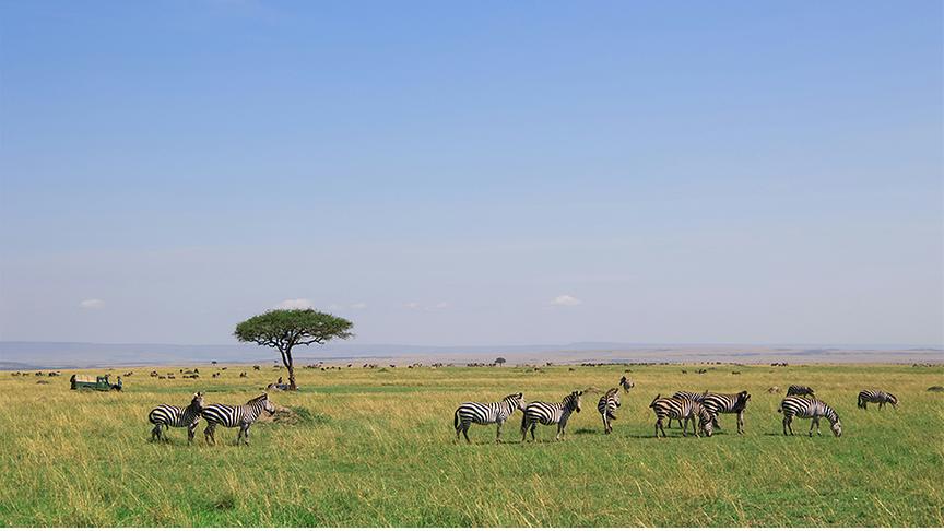 Eine Herde Zebras, die friedlich in einer weiten, sonnigen Savannenlandschaft grast. Ein einzelner, charakteristischer Schirmakazienbaum steht markant in der flachen Ebene unter einem klaren blauen Himmel. Im Hintergrund erstrecken sich sanfte Hügelketten, die die endlose Weite dieses afrikanischen Ökosystems unterstreichen.