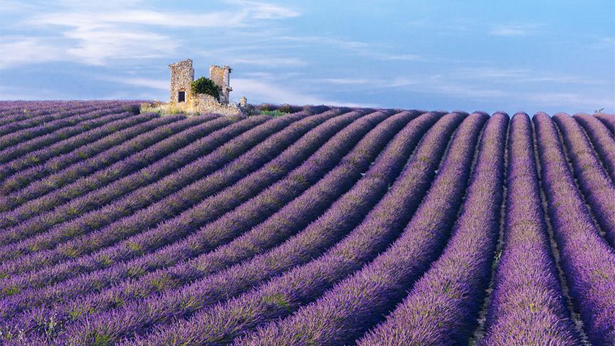Ein lilafarbenes Blütenmeer bis zum Horizont. Das ist es, was man oftmals mit der Provence verbindet. Die Lavendelfelder sind eines der beliebtesten Fotomotive im Süden Frankreichs und ziehen Jahr für Jahr zahlreiche TouristInnen in die Gegend.