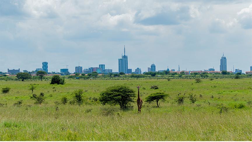 Ausladende grüne Steppenlandschaft mit einer Giraffe vor der Skyline Nairobis mit einigen hohen Gebäuden.