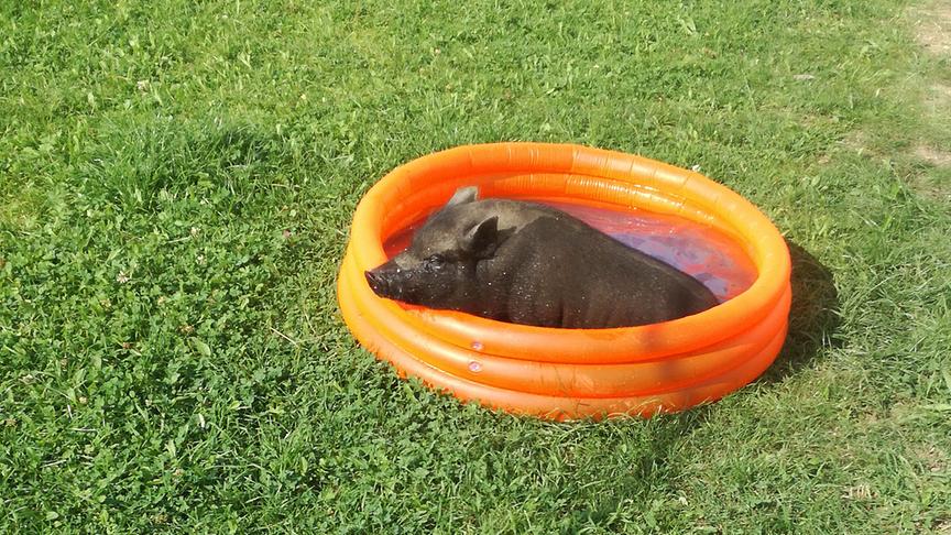 © Tamara Wallner Auf dem Foto ist unser Minischwein Gerti in ihrem Pool. (Tamara Wallner)