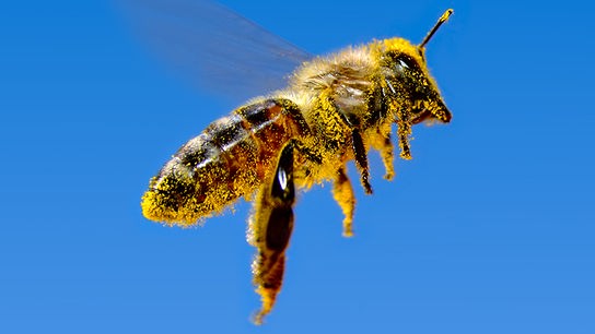 Betäubte Biene im Flug