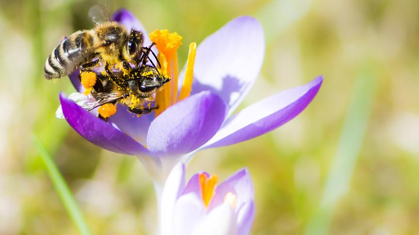 © Colourbox Eine Biene sitzt auf einer Krokusblüte.