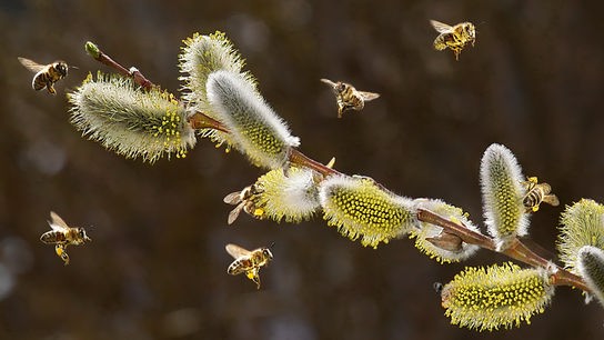 © Manfred Polansky Fleißig sind die Bienen unterwegs, um den wertvollen Honig für uns zu sammeln. (Manfred Polansky)