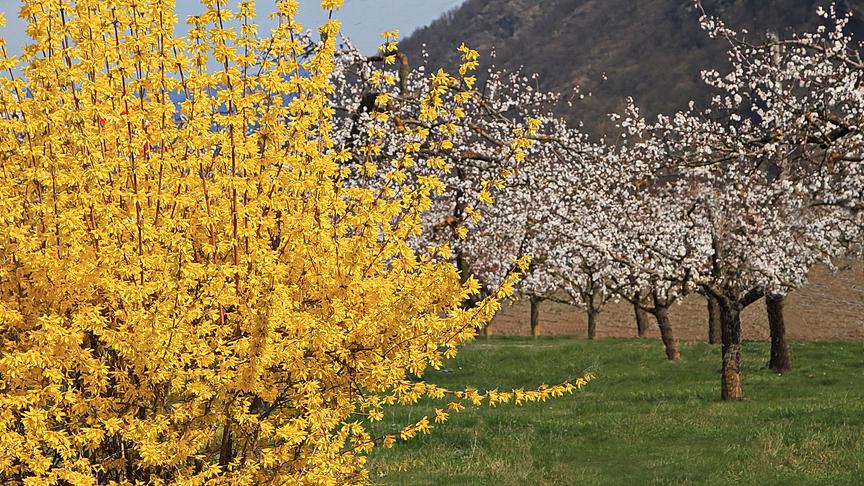© Peter Grill Frühling in der Wachau. (Peter Grill)