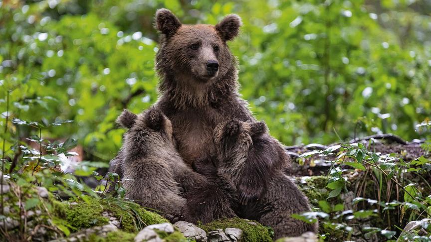 © Christine Sonvilla, Marc Graf/Knesebeck Verlag Sogar die großen Beutegreifer lassen sich im Herzen Europas wieder blicken. Braunbären, wie diese Mutter mit ihren beiden Jungen, sind auf dem Weg zurück in die Alpen.