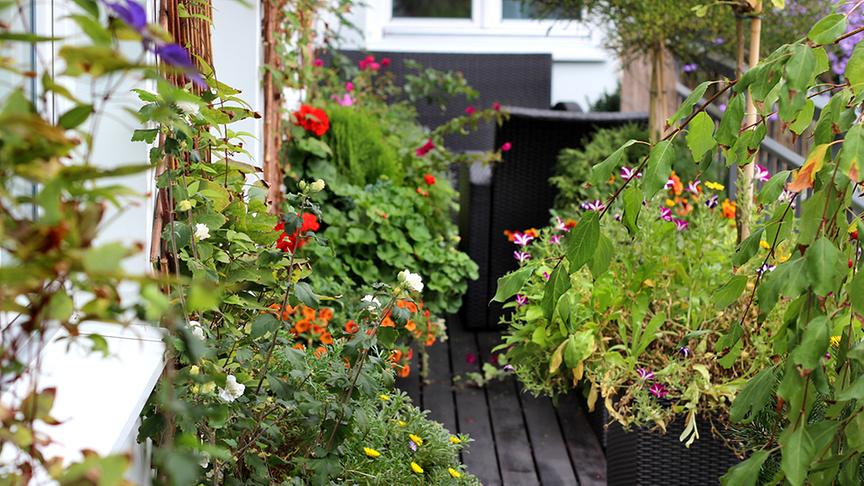 © Colourbox Balkon mit vielen Wildblumen.