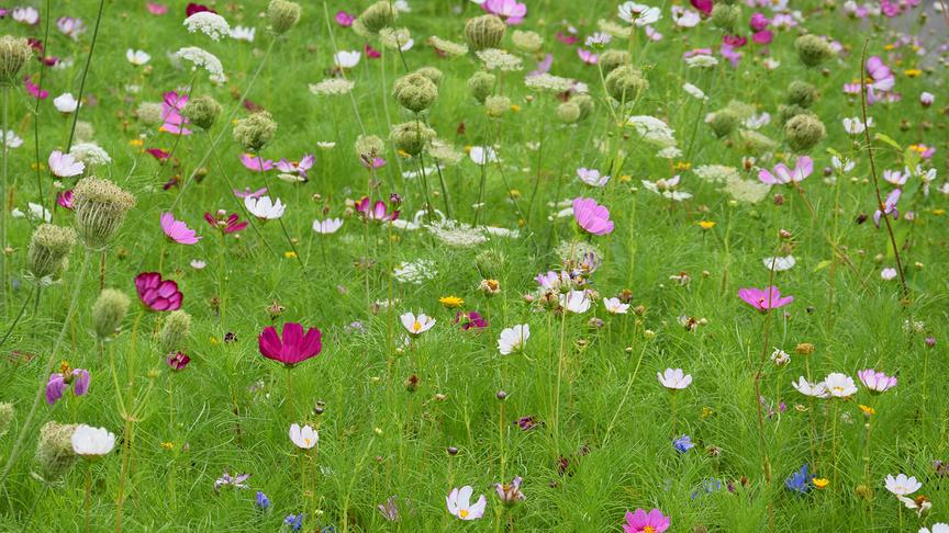 © ORF extra/Heidi Simbürger Wunderbare Wiesen und Gärten vermitteln im Schlosspark Eisenstadt Ruhe und Entspannung.