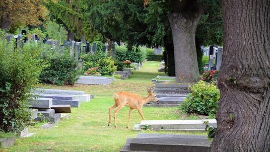 Der Zentralfriedhof - ein Paradies für Tiere.
