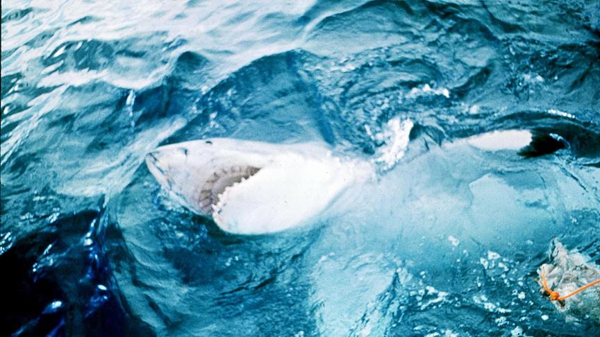 Hai im Wasser mit Kopf über der Wasseroberfläche