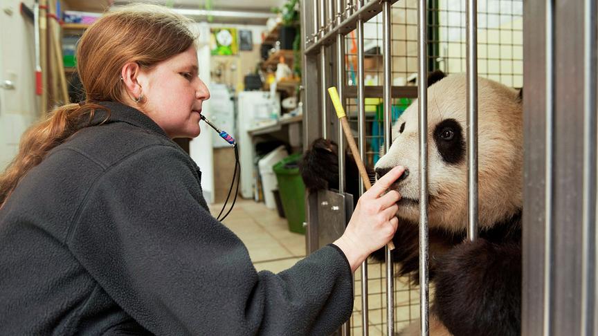 Im Bild: Panda.