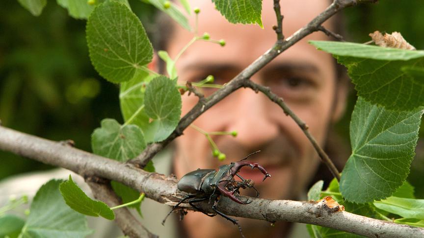 Im Bild: Hirschkäfer.