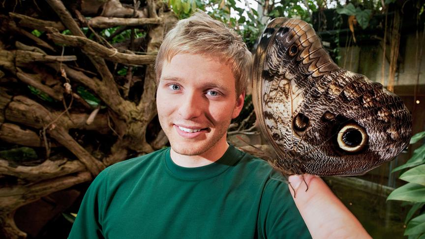 Im Bild: Eulenfalter.