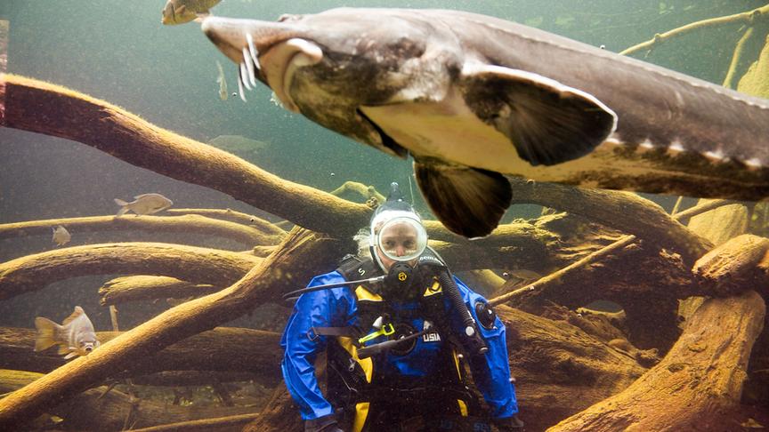 Im Bild: Ein Stöhr.