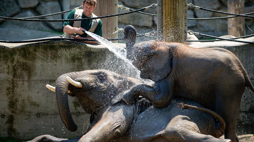 Im Bild: Elefanten erfrischen sich.