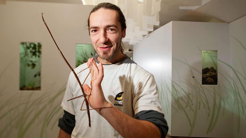 Im Bild: Wandelnder Ast.