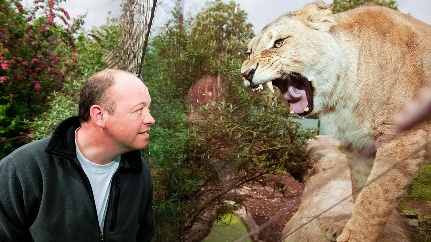Im Bild: Ein junger Löwe.