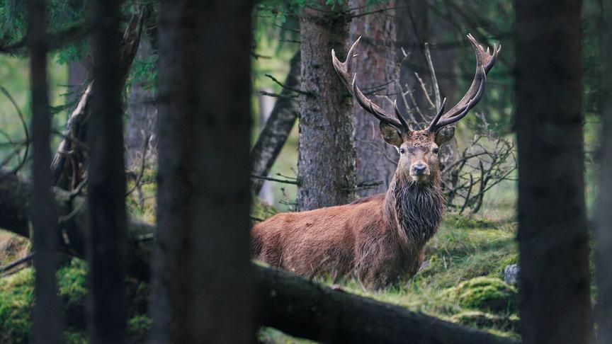 Im Bild: Ein Rothirsch wandert vom Hochgebirge hinab bis in die Moore der Ebene.