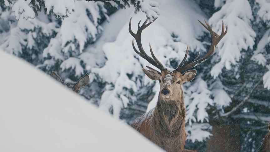 Im Bild: Das Rotwild im Hochwinter. Jede Bewegung trägt nun Ruhe in sich.