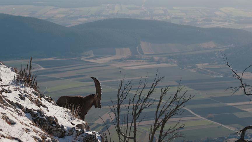 Im Bild: Entlang der Hohen Wand in Niederösterreich steht der letzte Steinbock des Alpenraums. Dahinter beginnt bereits die pannonische Ebene.