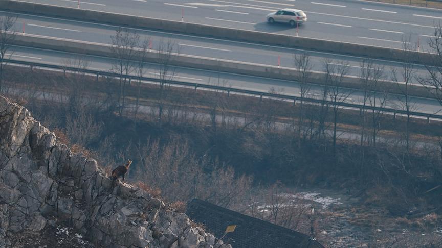 Im Bild: Die Wildtiere stoßen auch im Alpenvorland immer häufiger auf urbane Strukturen.