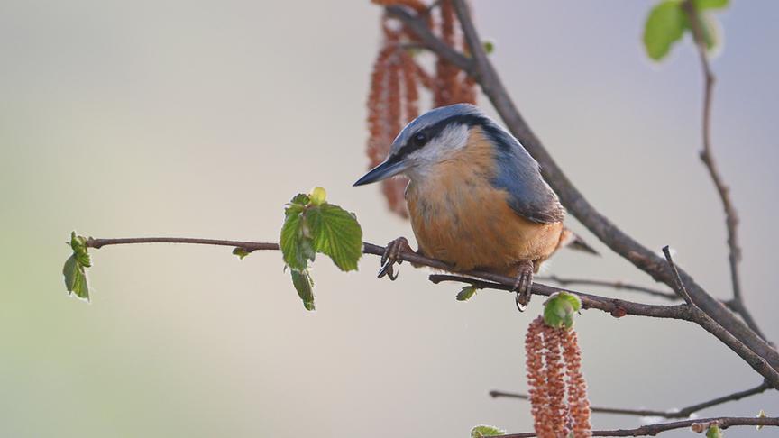 Im Bild: Der Kleiber überrascht mit einer noch unverfilmten Verhaltensweise. Er entlaubt ganze Sträucher direkt vor der Bruthöhle.