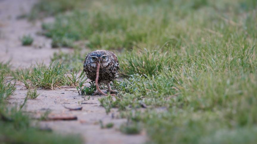 Im Bild: Nach dem Sommergewitter erbeutet der Steinkauz Regenwürmer.