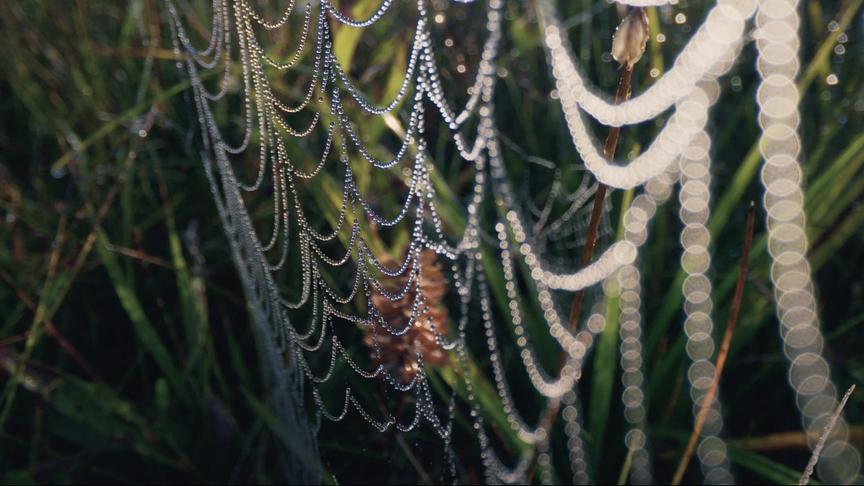 Im Bild: Spinnennetze im morgendlichen Gegenlicht. Es sind Stimmungen wie diese die dem Alpenvorland den typischen Zauber verleihen.