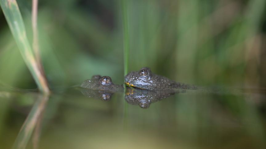 Im Bild: Die Gelbbauchunken paaren sich in einen der zahlreichen Tümpel des Alpenvorlandes.