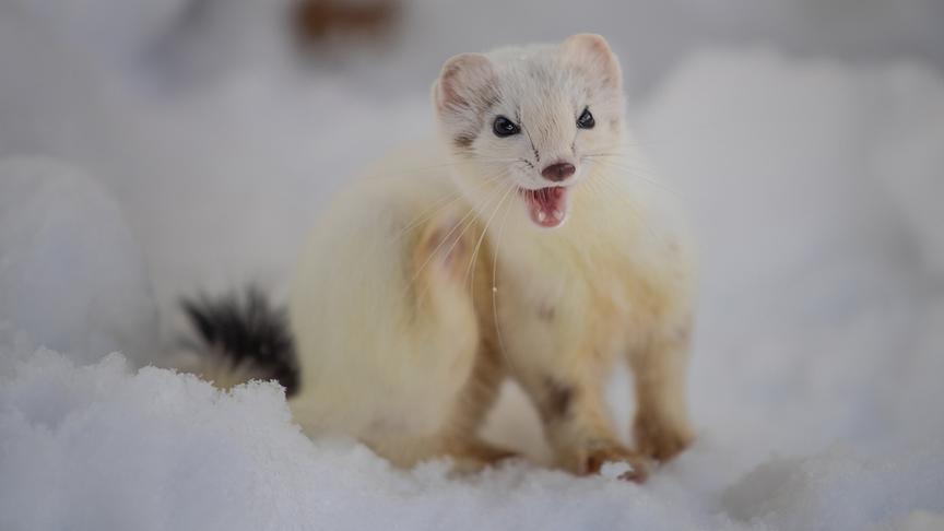 Im Bild: Das Hermelin erfreut sich mittels Freudensprünge am frisch gefallenem Schnee.