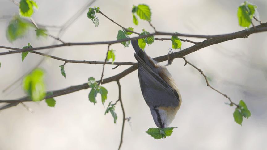 Im Bild: Der Kleiber überrascht mit einem noch nie gefilmten Verhalten und entlaubt ganze Sträucher.