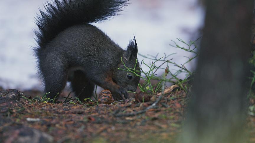 Im Bild: Die Eichhörnchen vergraben ihre Vorräte für den kommenden Winter.