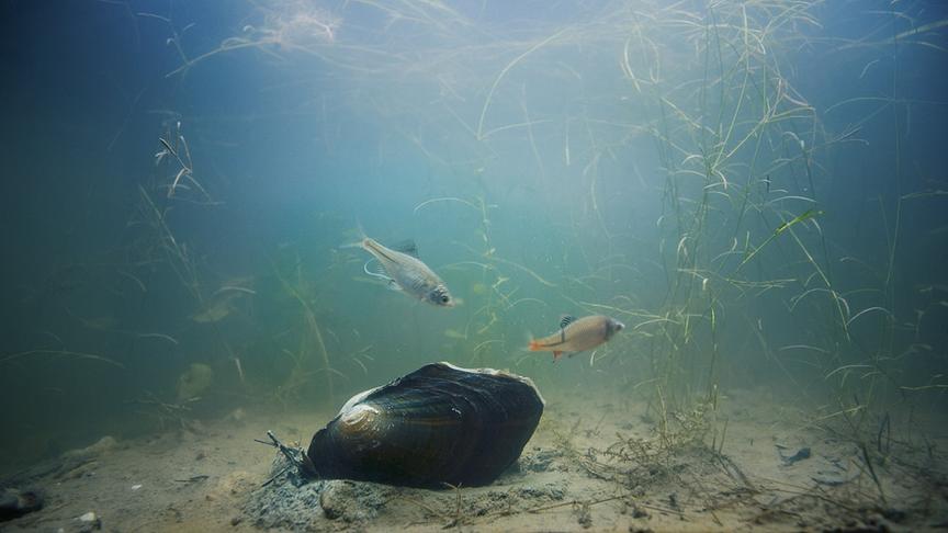 Im Bild: Bitterlinge balzen vor einer Teichmuschel.
